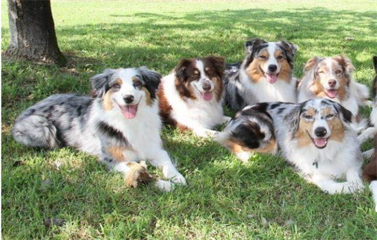 可以用米饭代替狗粮吗