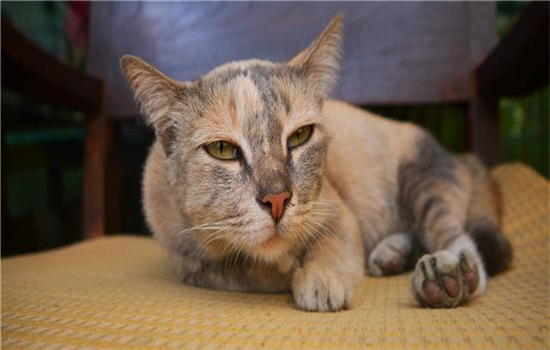 ​喂流浪猫多久形成喂养关系