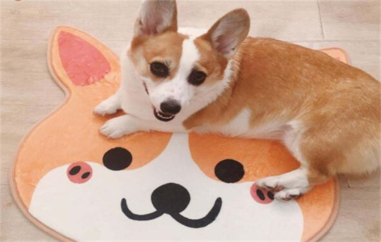 ​叫狗狗不过来怎么办