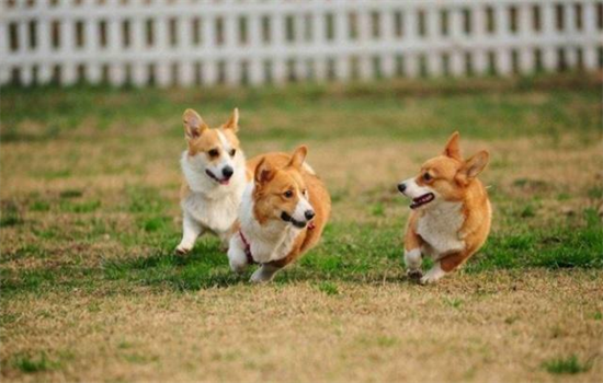 二个月的柯基喂食标准