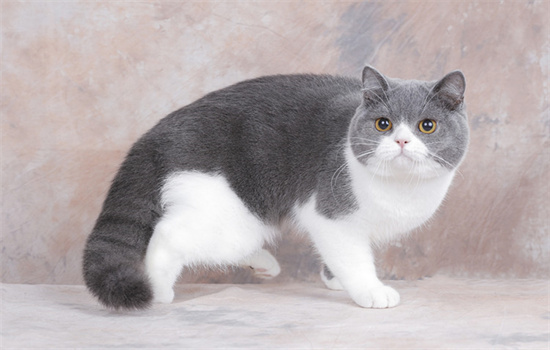 ​猫吃的生骨肉是什么肉