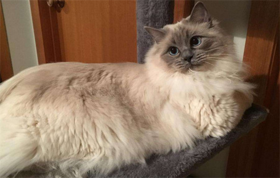 ​布偶猫的尴尬期是几个月