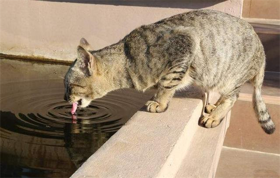 家猫被抛弃后一般会去哪里