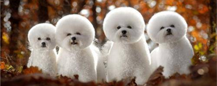 比熊身上黑斑越来越多怎么办