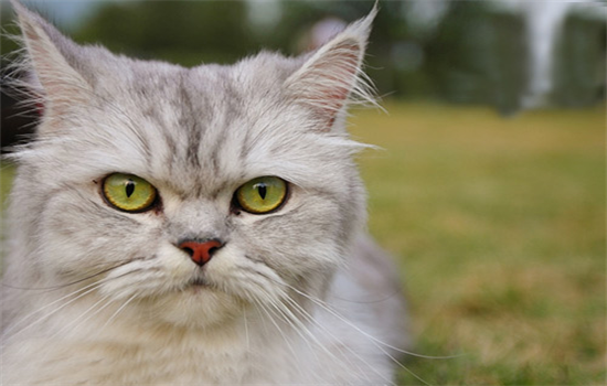 ​防止公猫乱尿的方法