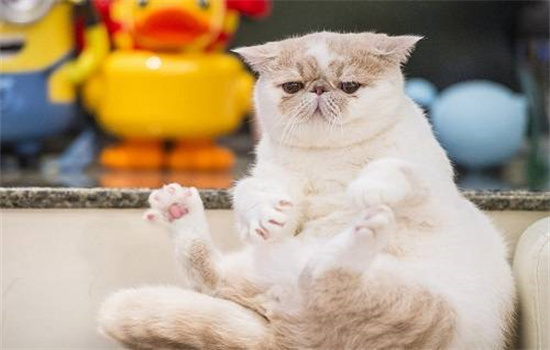 猫生病会出现哪些症状