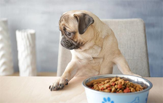 狗狗双排牙的危害