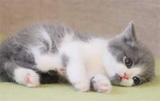 幼猫和成猫年龄界限