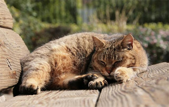 猫凌晨三四点一直叫怎么办