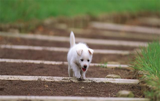 ​狗狗胆小怎么办