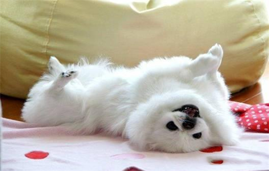 狗狗红色泪痕怎么洗掉