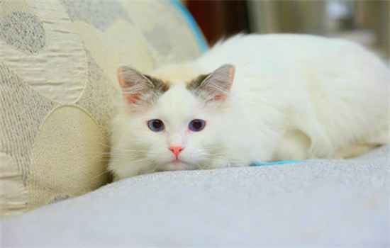 猫早上特别粘人的原因