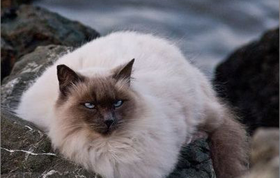 猫隔了三天又生了两只死胎