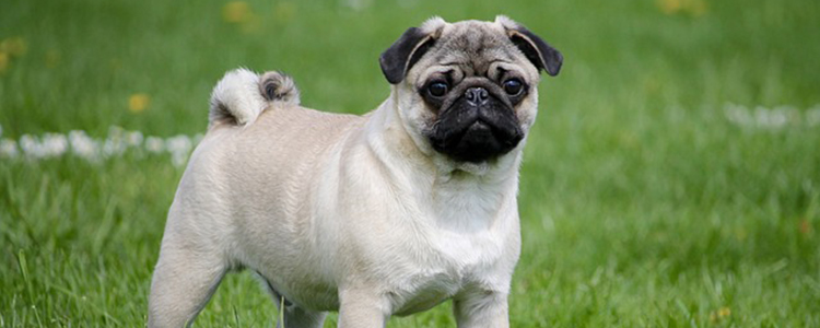 狗狗红薯吃多了会有哪些表现