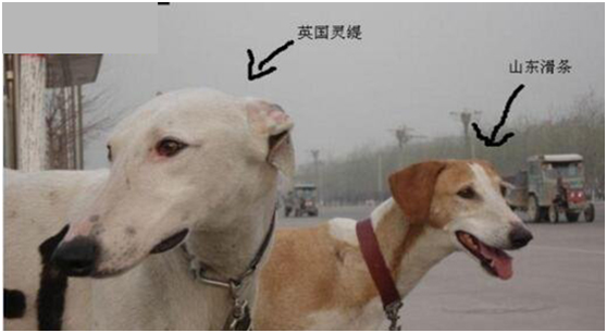 灵缇和细犬的区别