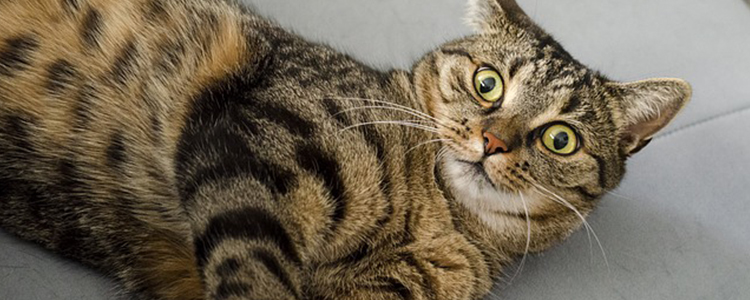 秋季猫咪掉毛厉害怎么办