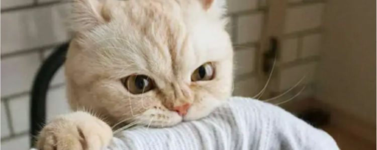 猫喜欢咬人手是为什么