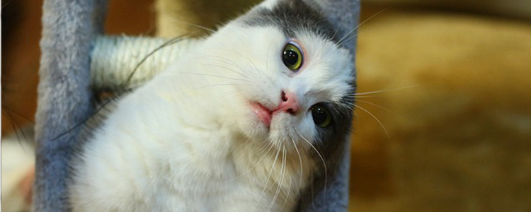 猫绝育后拉稀正常吗