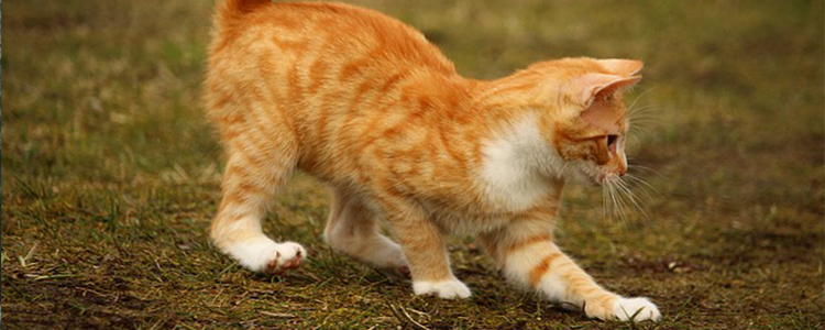 小猫吃什么食物