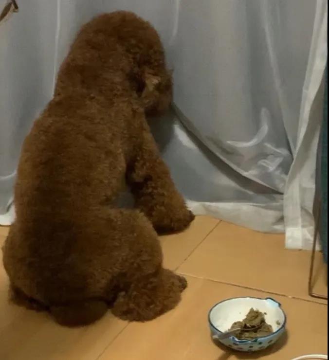 狗狗吃饭太快被噎到？挑食挑到愁死人？神器来了