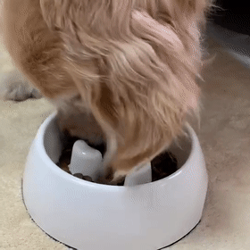 狗狗吃饭太快被噎到？挑食挑到愁死人？神器来了