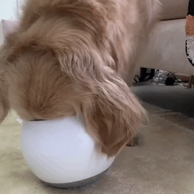 狗狗吃饭太快被噎到？挑食挑到愁死人？神器来了