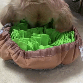 狗狗吃饭太快被噎到？挑食挑到愁死人？神器来了