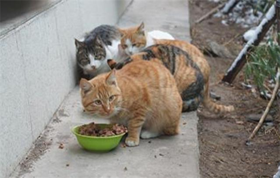 小野猫吃什么食物