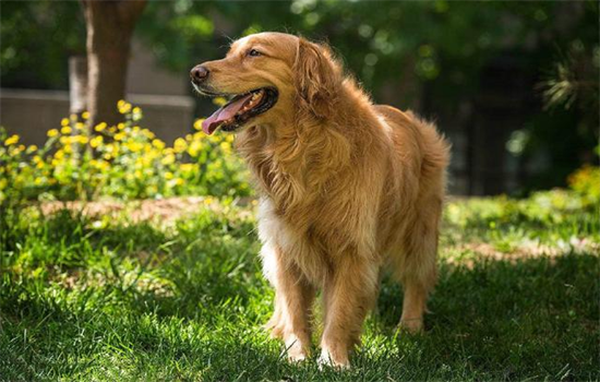 ​金毛犬的特点和缺点