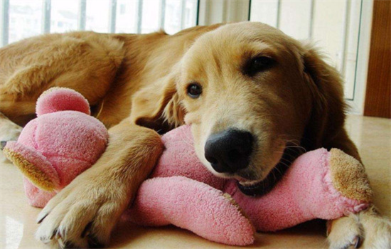 狗狗挨着人睡有危害吗