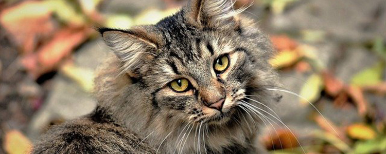 猫指甲多久剪一次,怎么剪