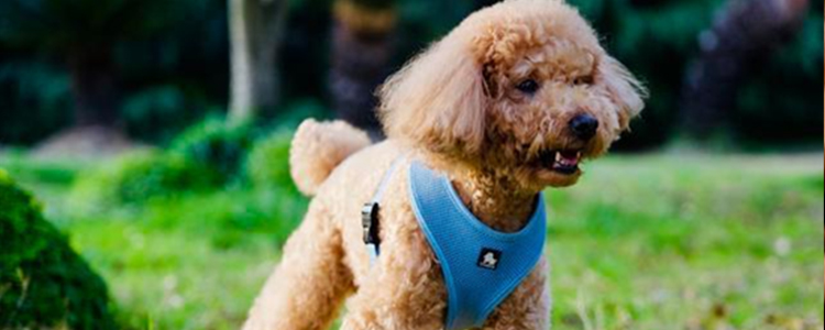 泰迪狗不吃东西是什么原因?