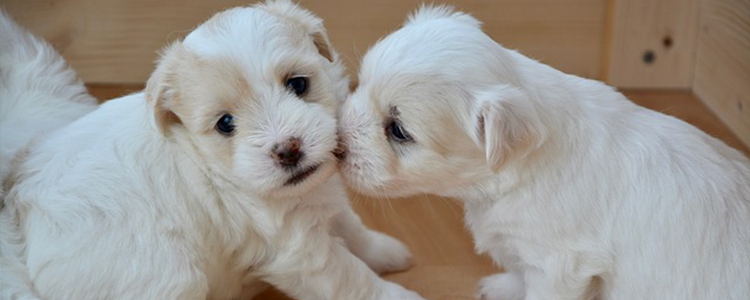 狗狗可以吃香蕉不