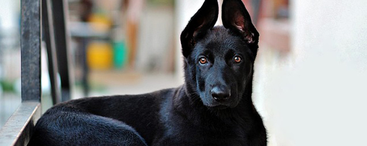 狗指甲太长怎么处理