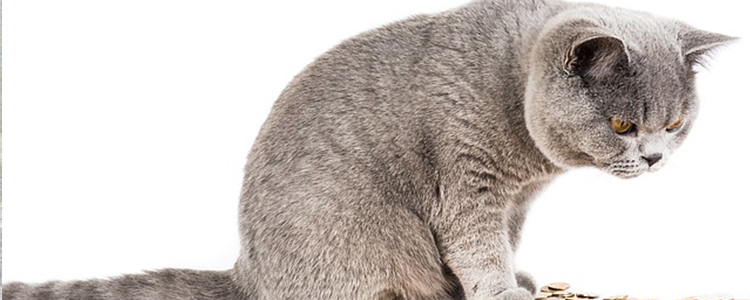 猫吃异物多久能判断是否没事