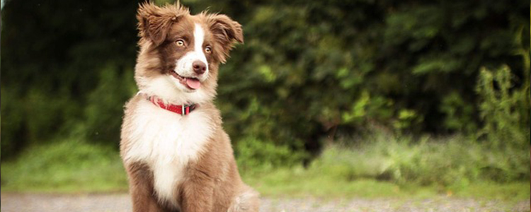 狗狗流泪怎么回事