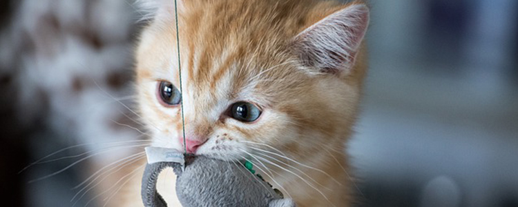 2个多月小猫口气臭怎么办