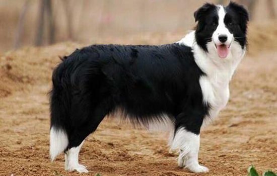 狗狗嘴巴一直流粘液怎么办