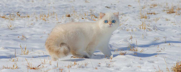 小奶猫可以洗澡吗