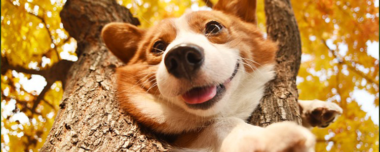 买的狗粮狗不吃怎么办