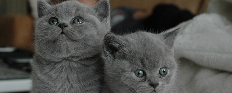 幼猫耳朵里边很脏怎么清理