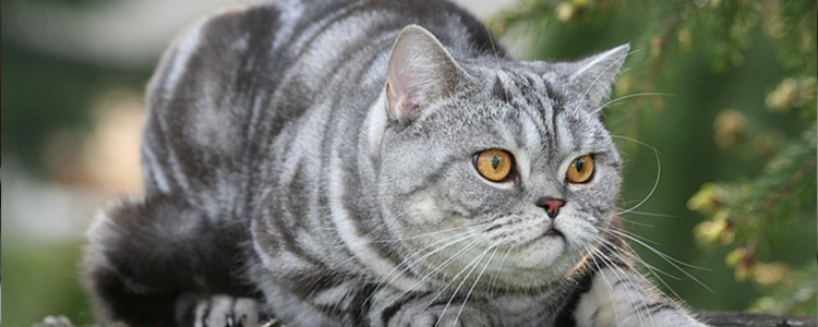 猫拉肚子了怎么办呢