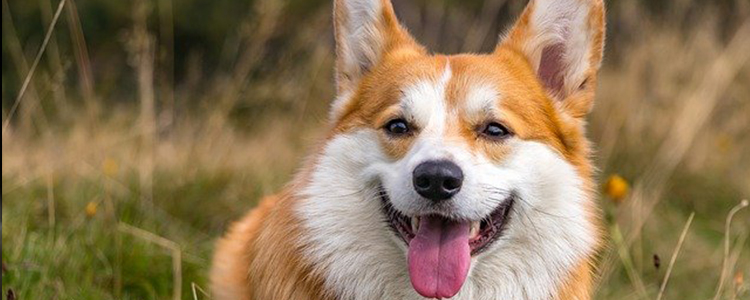 狗狗吃多了难受的表现