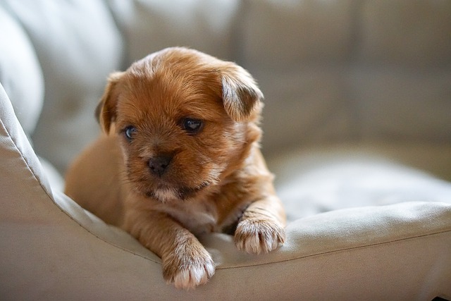 幼犬呕吐是怎么回事
