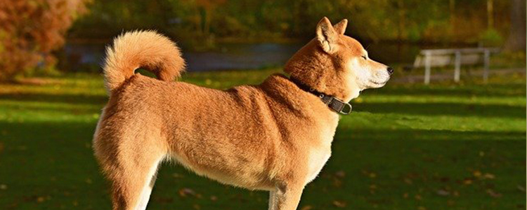 中华田园犬和柴犬区别