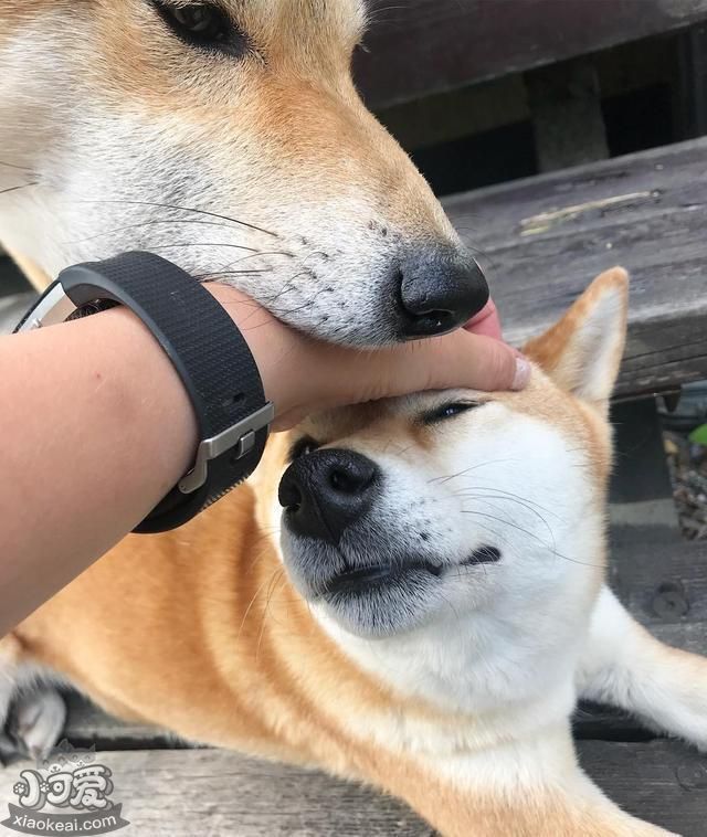 “占有欲”很强的狗狗，才有这些表现！