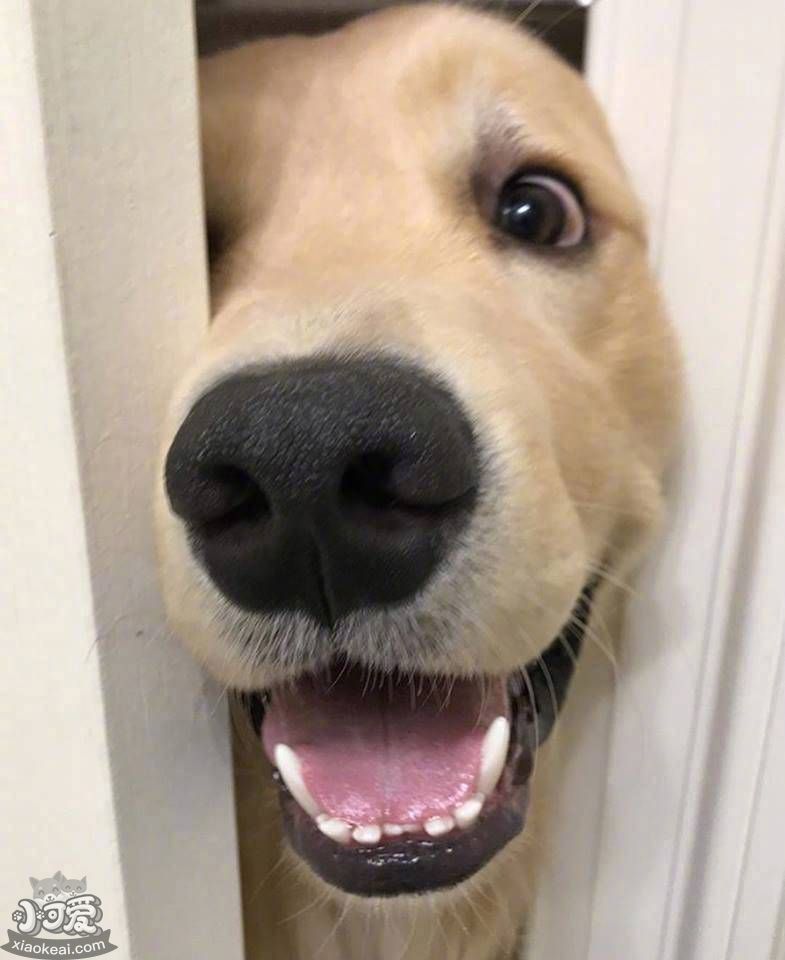 “占有欲”很强的狗狗，才有这些表现！