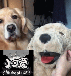 “占有欲”很强的狗狗，才有这些表现！