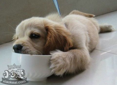 “占有欲”很强的狗狗，才有这些表现！