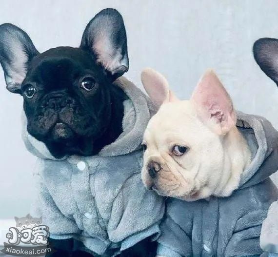 “占有欲”很强的狗狗，才有这些表现！